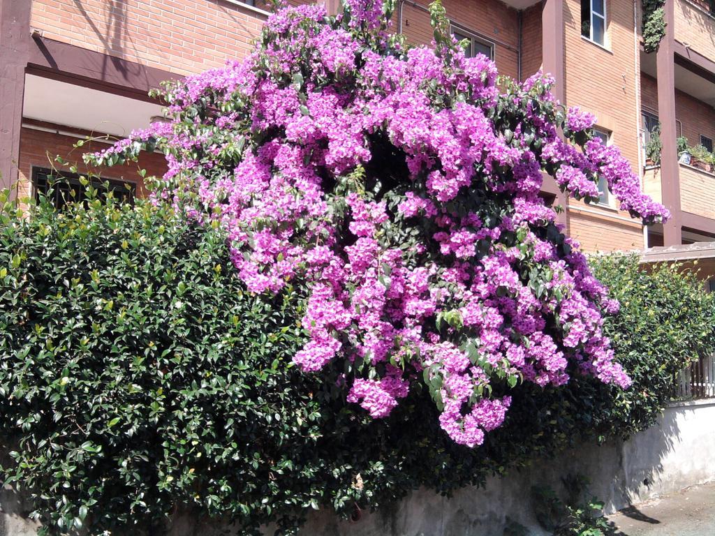 Bed & Breakfast Bouganville Rome