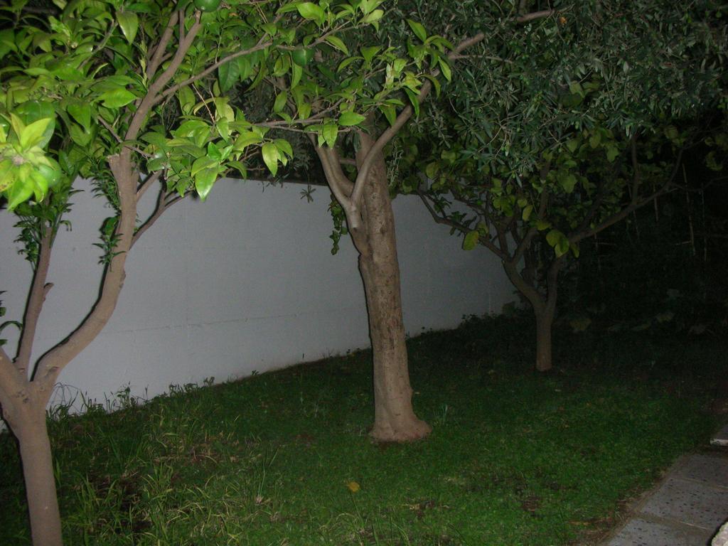 Bouganville